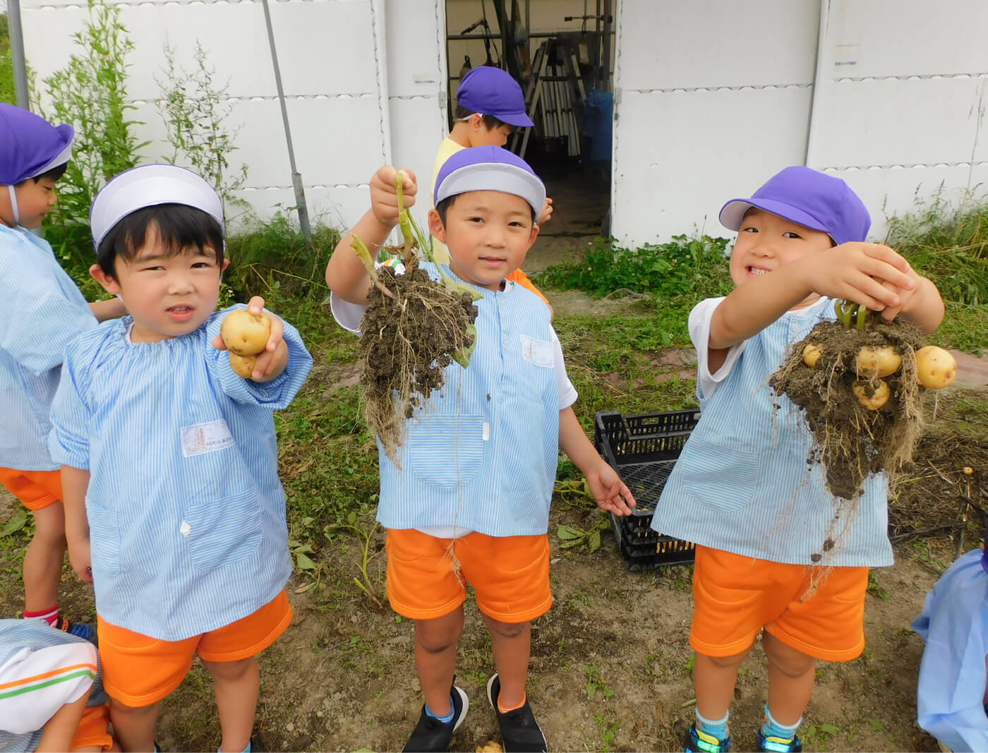 じゃがいも掘りの様子