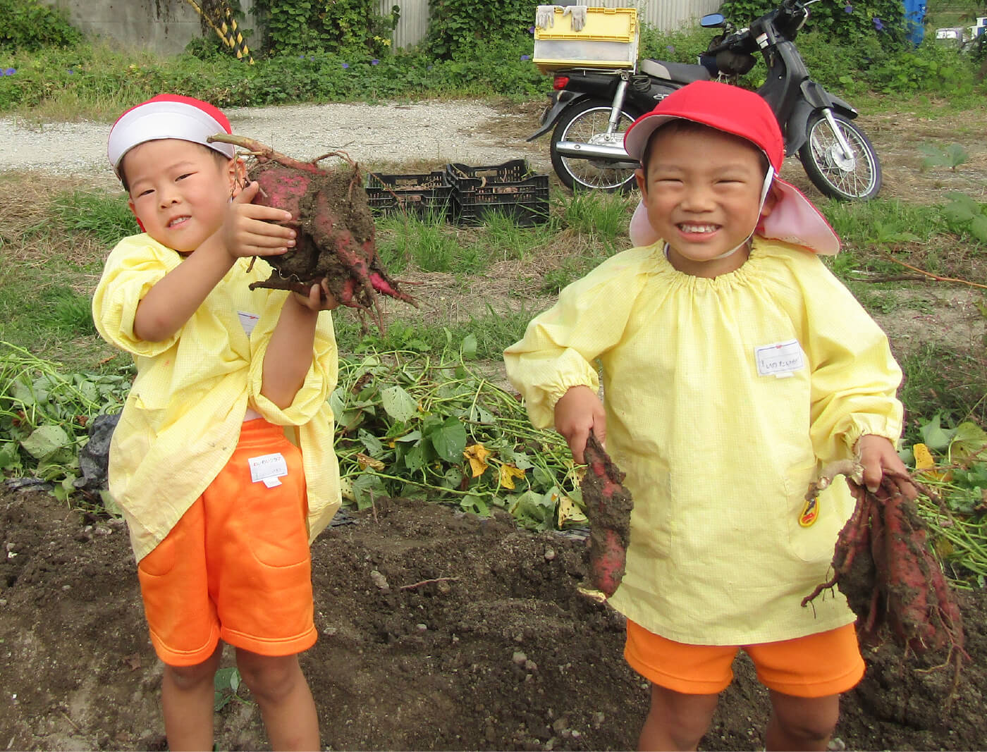 さつまいも掘りの様子