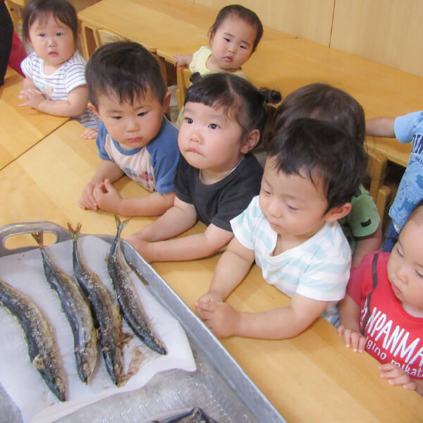 焼いた魚を観察する園児たち