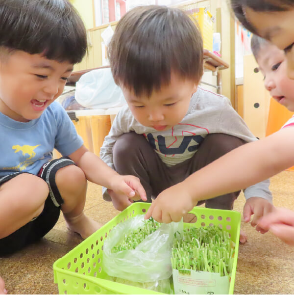 植物の芽を観察する園児たち